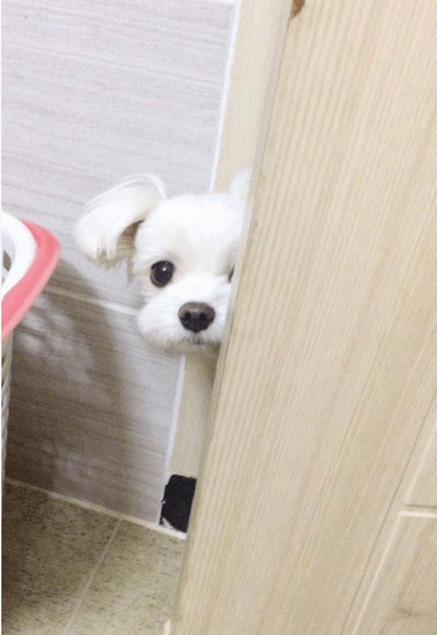 화장실까지 따라오는 댕댕이들 | 인스티즈