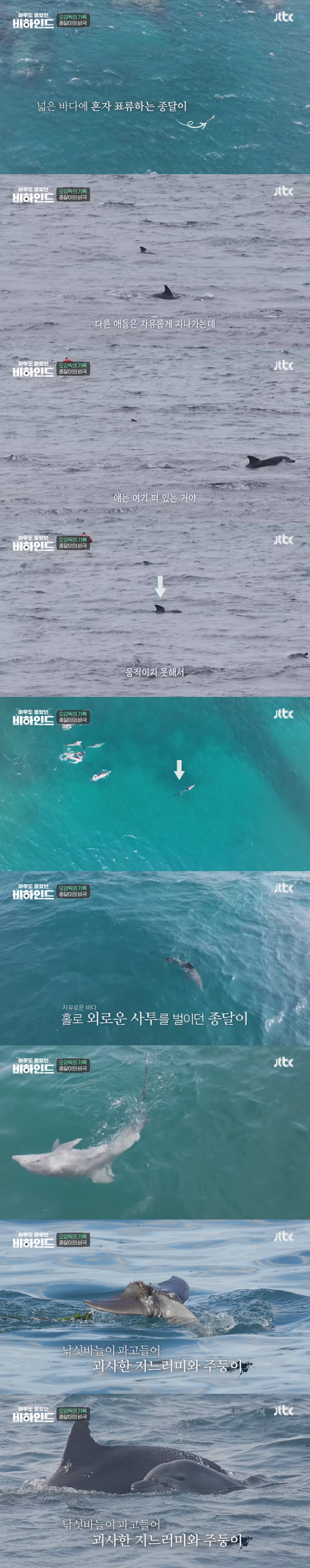 인간이 버린 쓰레기에 걸려 고통 받는 돌고래들을 따라다니는 돌고래 아빠 | 인스티즈