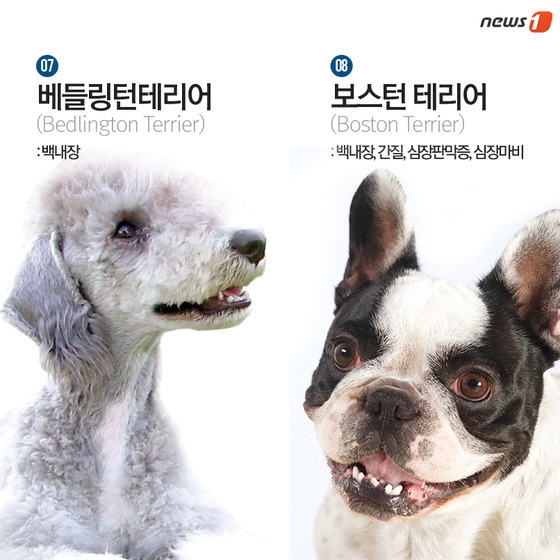 품종묘 보다 품종견에 관대한 사람들.jpg | 인스티즈