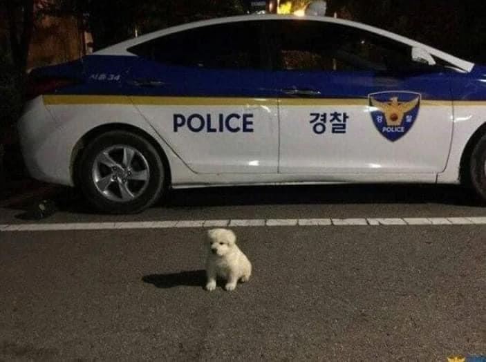순찰중 발견한 유기견의 근황 | 인스티즈