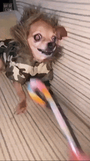 러시아 사람이 기르는 치와와.gif | 인스티즈