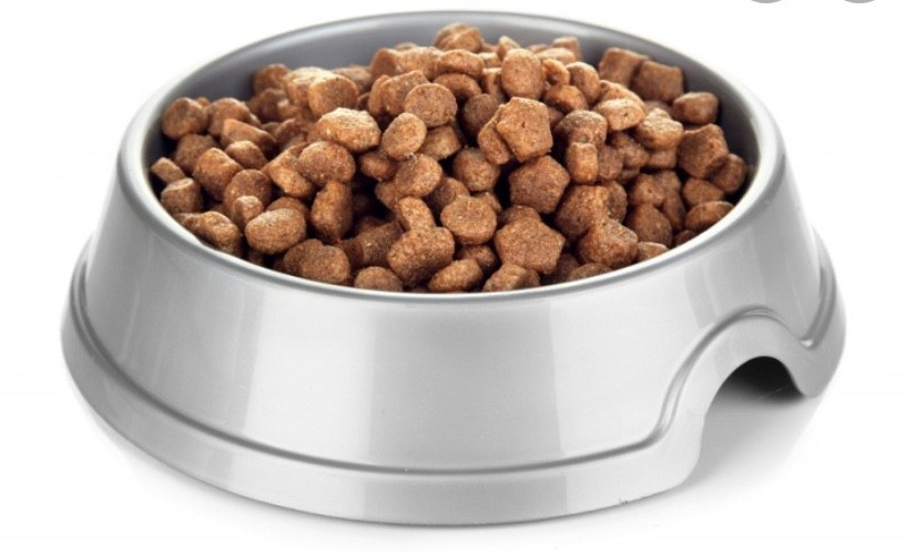 강아지 키워 본 사람은 덤덤하고, 안 키워 본 사람은 놀라는 사실 (수정) | 인스티즈