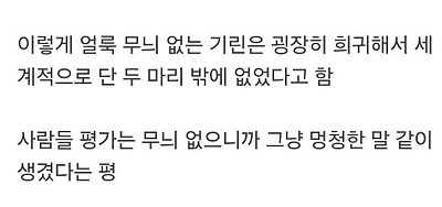 미국에 있다는 민무늬 기린 | 인스티즈