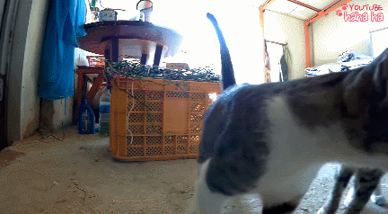 [hahaha] 양어장 일짱 하연님 | 인스티즈