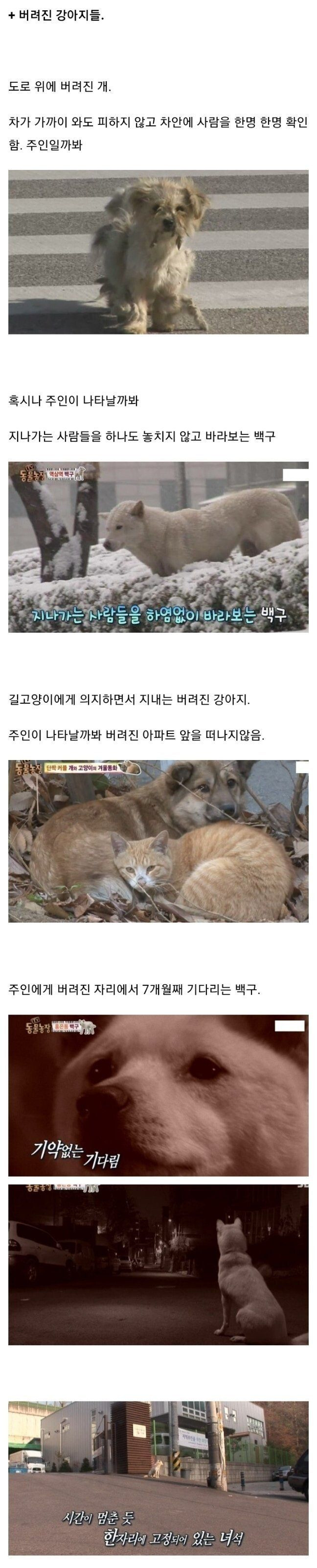강아지들 버려졌을때의 심리 | 인스티즈
