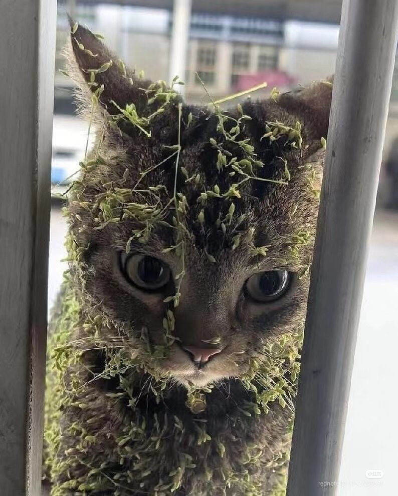 작은 모험을 끝내고 돌아온 고양이 | 인스티즈