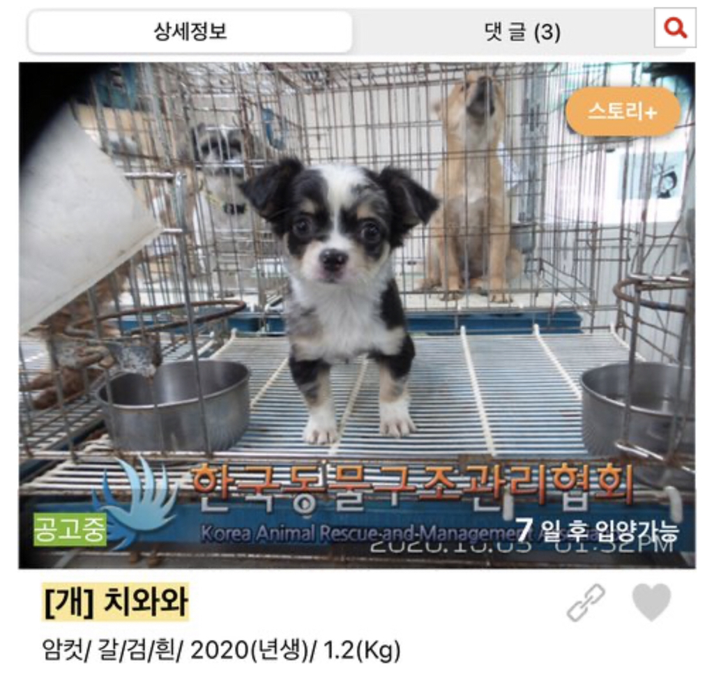 보호소에도 애기 많아 | 인스티즈