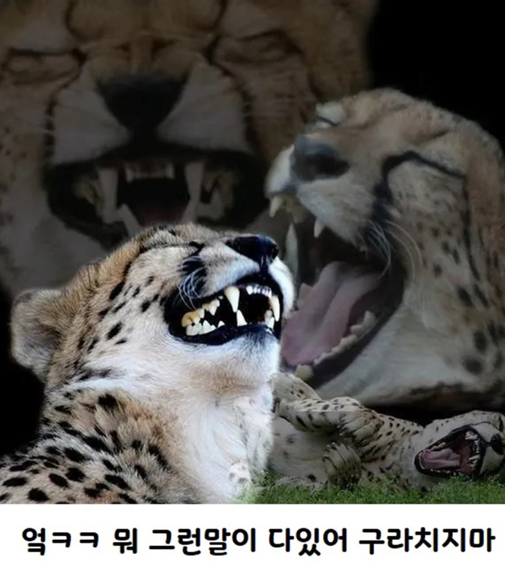 "개피곤하다"가 영어로 뭔지 앎? | 인스티즈