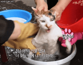 빡친 고양이 | 인스티즈