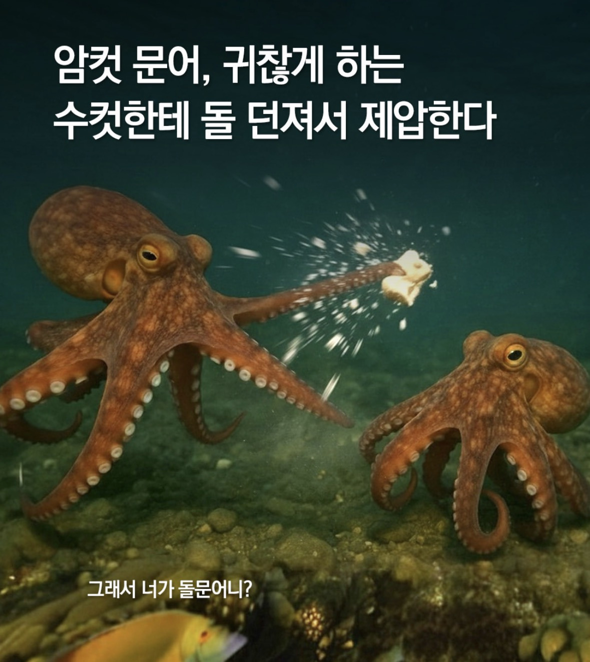 여자는 문어처럼 살아야한다 | 인스티즈