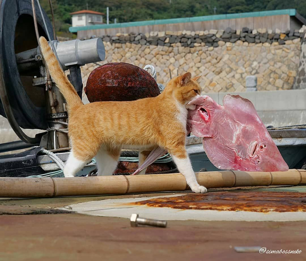 섬고양이들은 어부들에게 물고기를 받아온다 🐟🐈 | 인스티즈