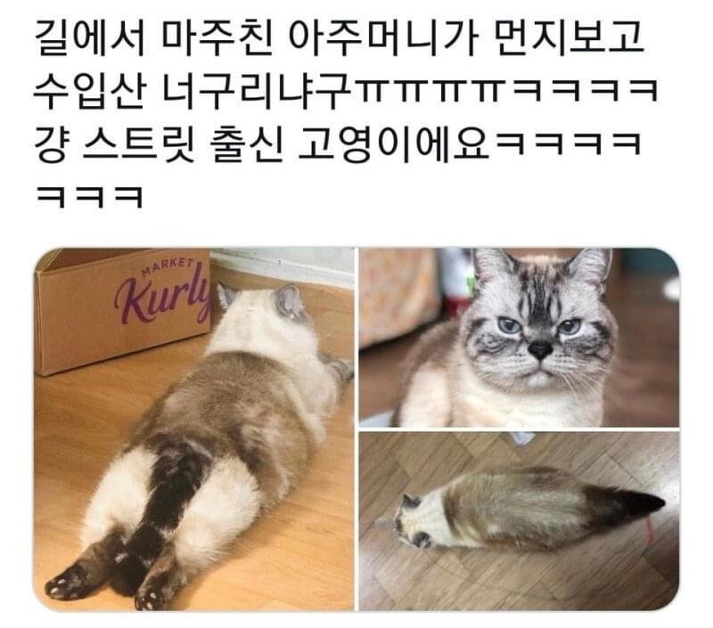 견종이 뭐예요? | 인스티즈