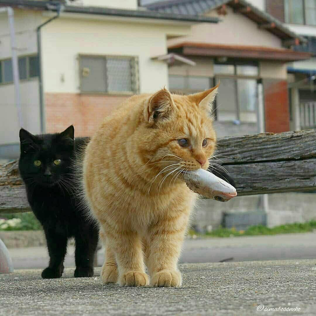 섬고양이들은 어부들에게 물고기를 받아온다 🐟🐈 | 인스티즈