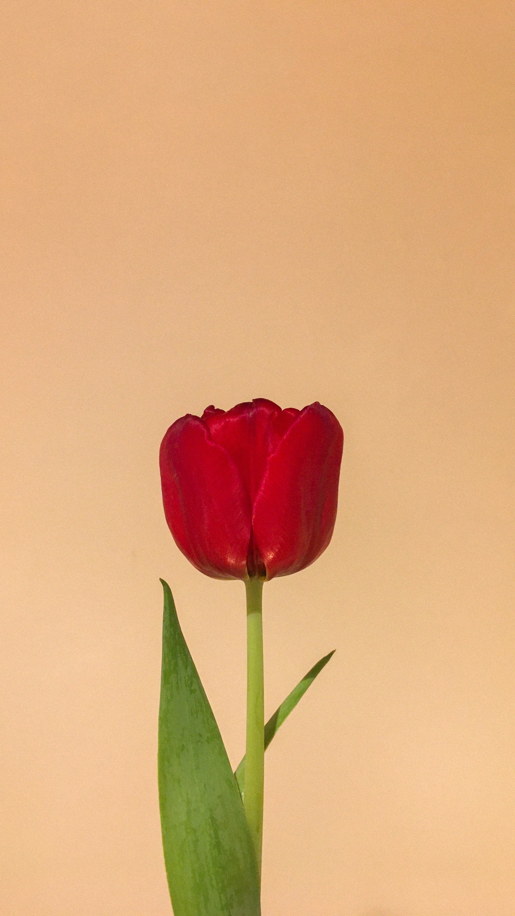 튤립 배경화면 공유 (추가) | 인스티즈