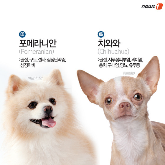 품종묘 보다 품종견에 관대한 사람들.jpg | 인스티즈