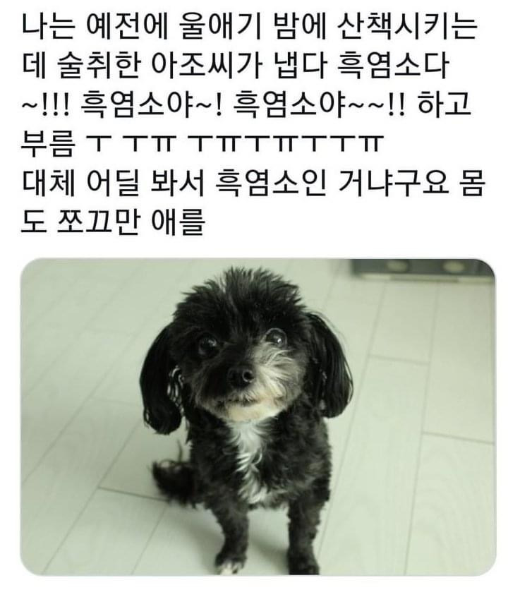 견종이 뭐예요? | 인스티즈