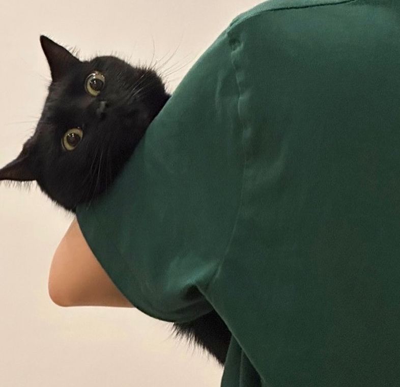 검은 고양이.jpg | 인스티즈