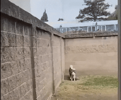 사고 치다가 걸린 멍멍이들 | 인스티즈