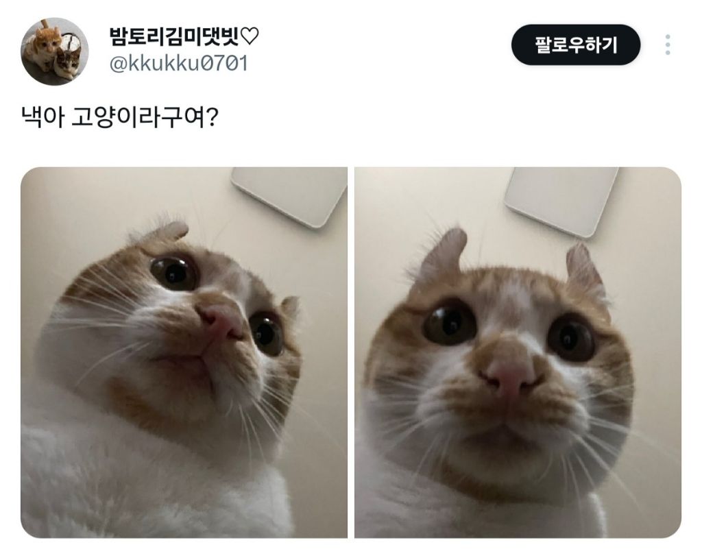 낵아 고양이라구여? | 인스티즈