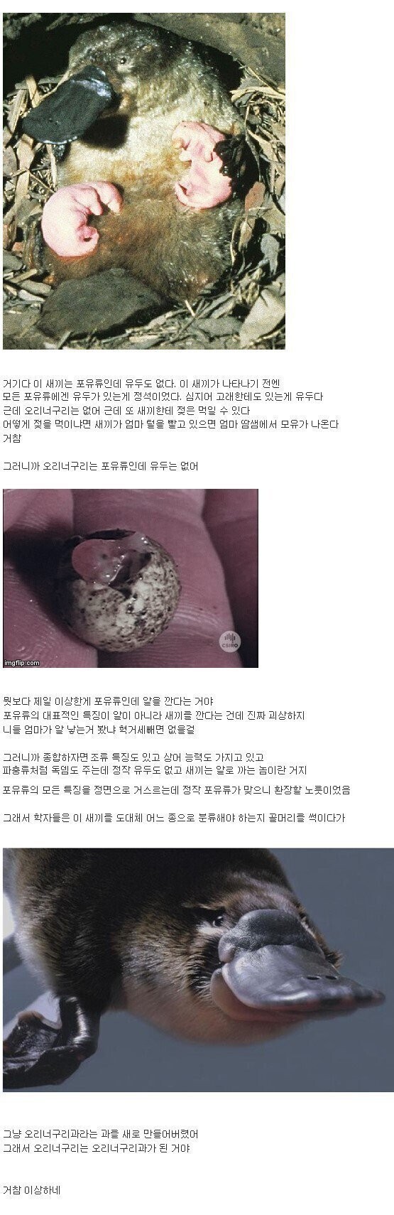 오리너구리는 오리너구리다 | 인스티즈