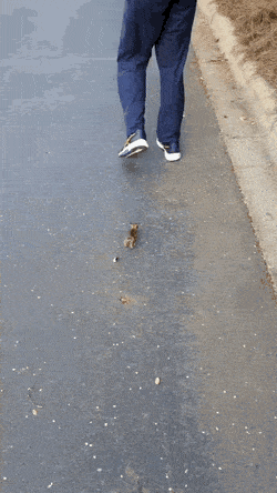 할아버지 뒤따라가는 아기 토끼 | 인스티즈