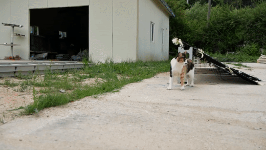 haha ha네 냥이들 질투 모먼트 모음.. | 인스티즈