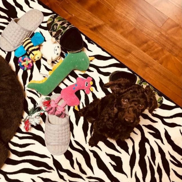 보는 사람도 행복해지는 강승윤 강아지 토르의 변화.jpg | 인스티즈