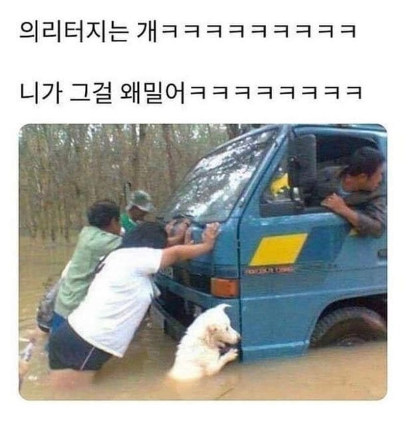 의리터지는 개ㅋㅋㅋ | 인스티즈