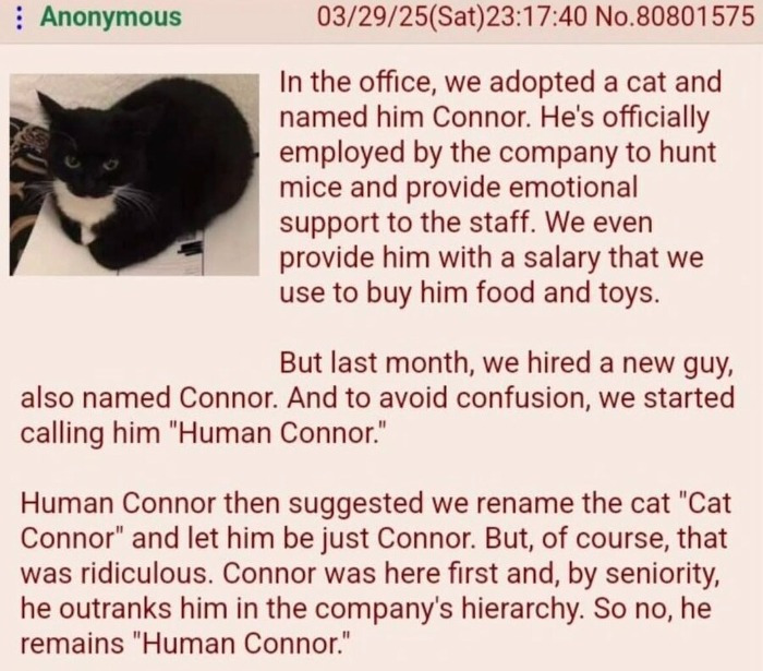 우리 사무실에 코너란 고양이 직원이 입사했음 | 인스티즈