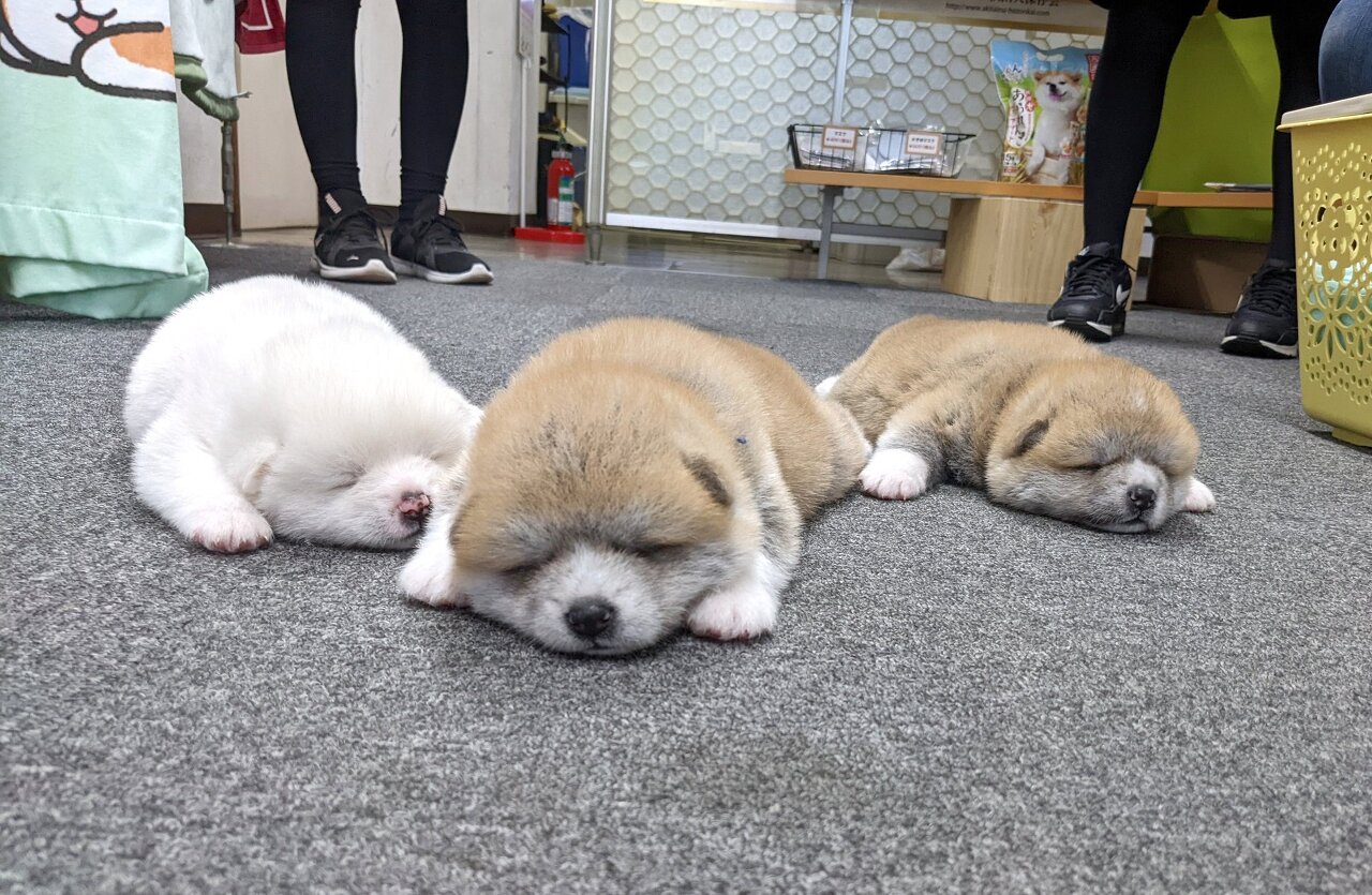 강아지가 녹고 있어요.jpg | 인스티즈