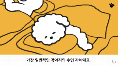 강아지 수면 자세 이유 | 인스티즈