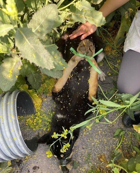 유채밭에 버려진 강아지 | 인스티즈