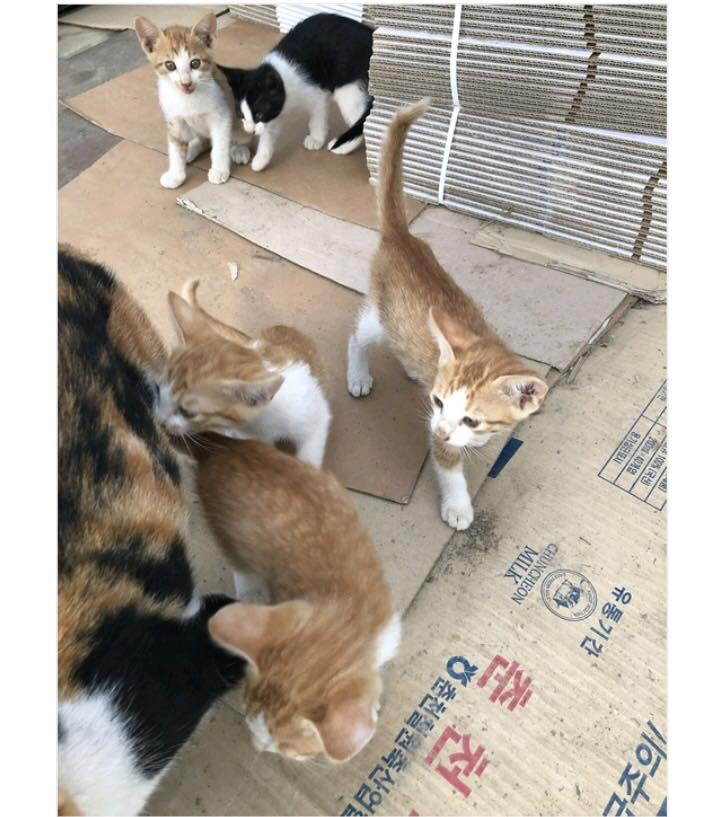 디제이디오지 6