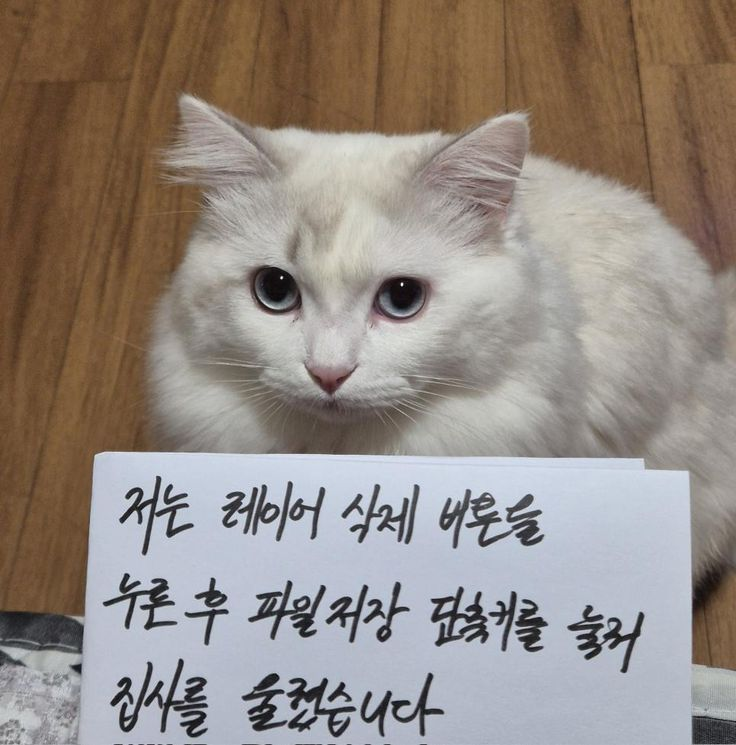 집사를 슬프게한 고양이 | 인스티즈