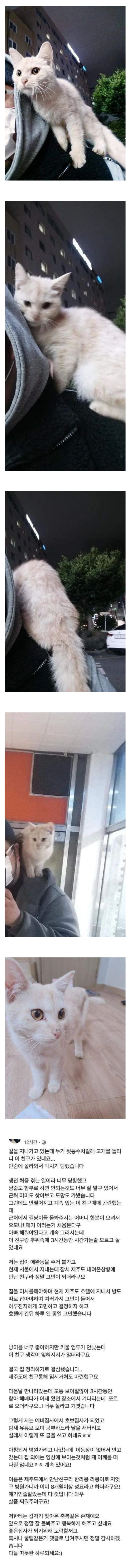 길가다가 모르는 고양이에게 뒤통수 맞은 사람.jpg | 인스티즈
