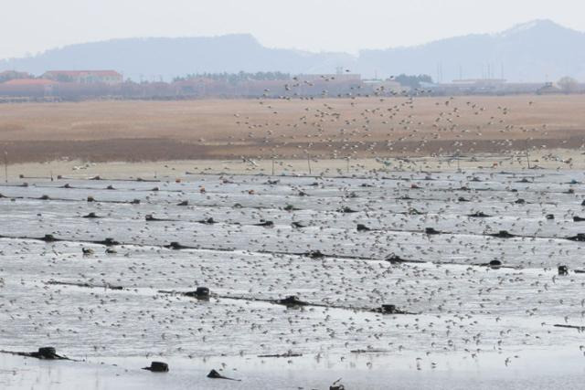 무안공항보다 조류충돌 위험 650배···"새만금 마지막 수라갯벌 신공항 반대" | 인스티즈