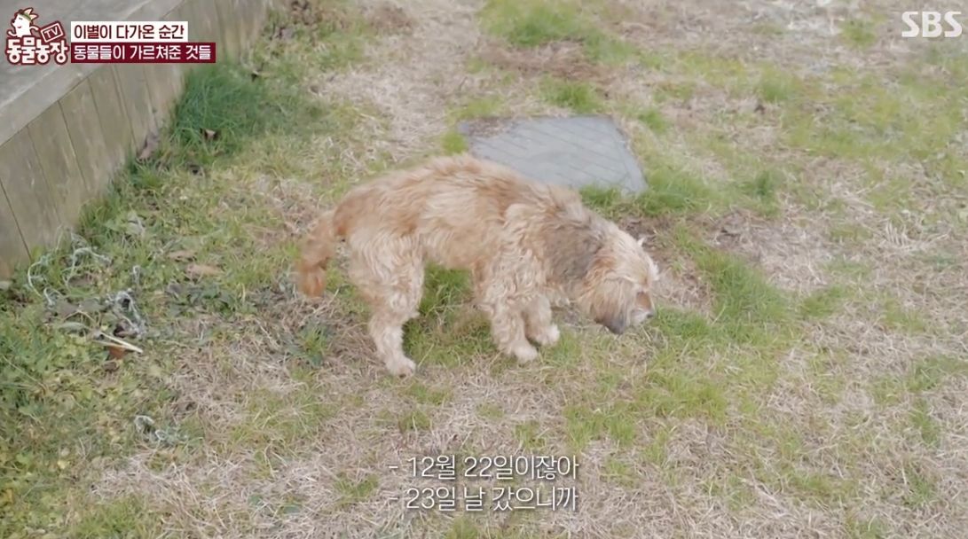 이효리 반려견 순심이가 죽기 전 다른 동물들이 보인 반응 | 인스티즈
