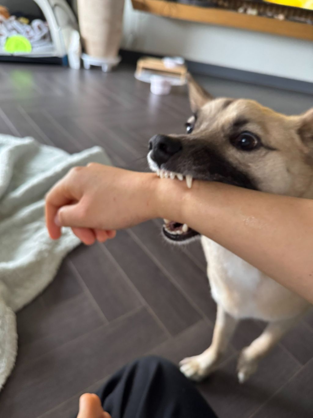 인간을 많이 봐주고 있다는게 보이는 개 사진 | 인스티즈