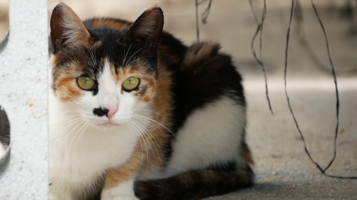 haha ha네 냥이들 질투 모먼트 모음.. | 인스티즈