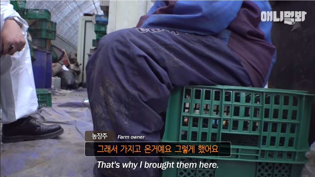 개농장에 품종견들이 많은 이유 | 인스티즈