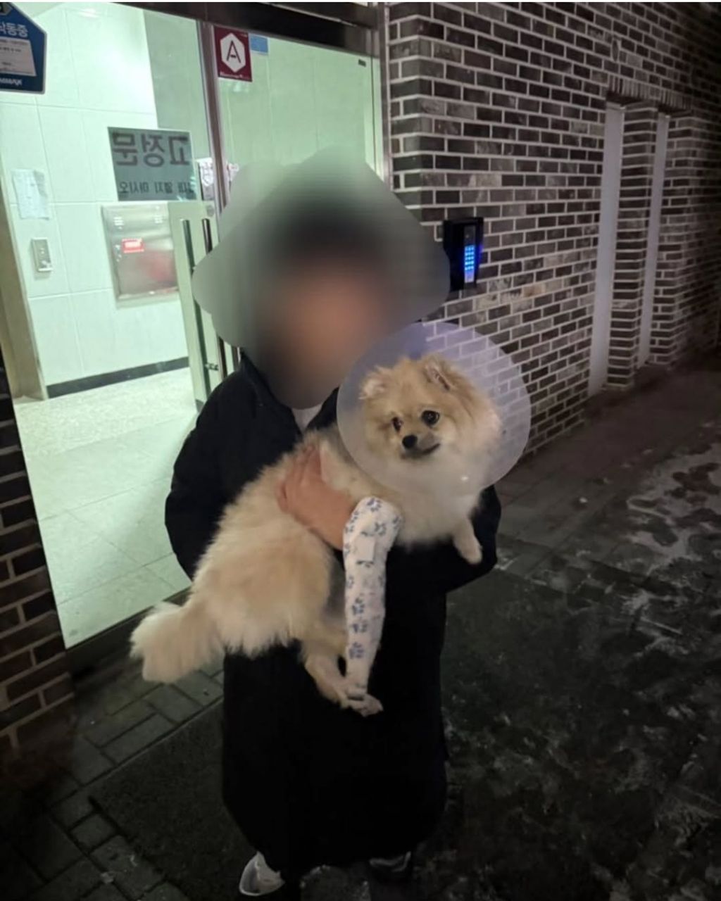 10살 아이가 보는 앞에서 창문으로 강아지 던짐 | 인스티즈