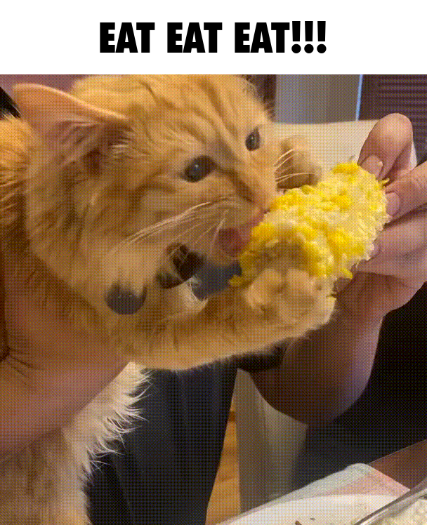 옥수수에 환장하는 고양이들 | 인스티즈