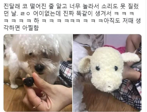 우리 강아지 코 떨어진 줄 알고 너무 놀라서 소리도 못 질렀던 날 | 인스티즈