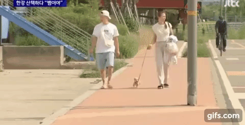 뉴스에 잡힌 산책하는 강아지 | 인스티즈