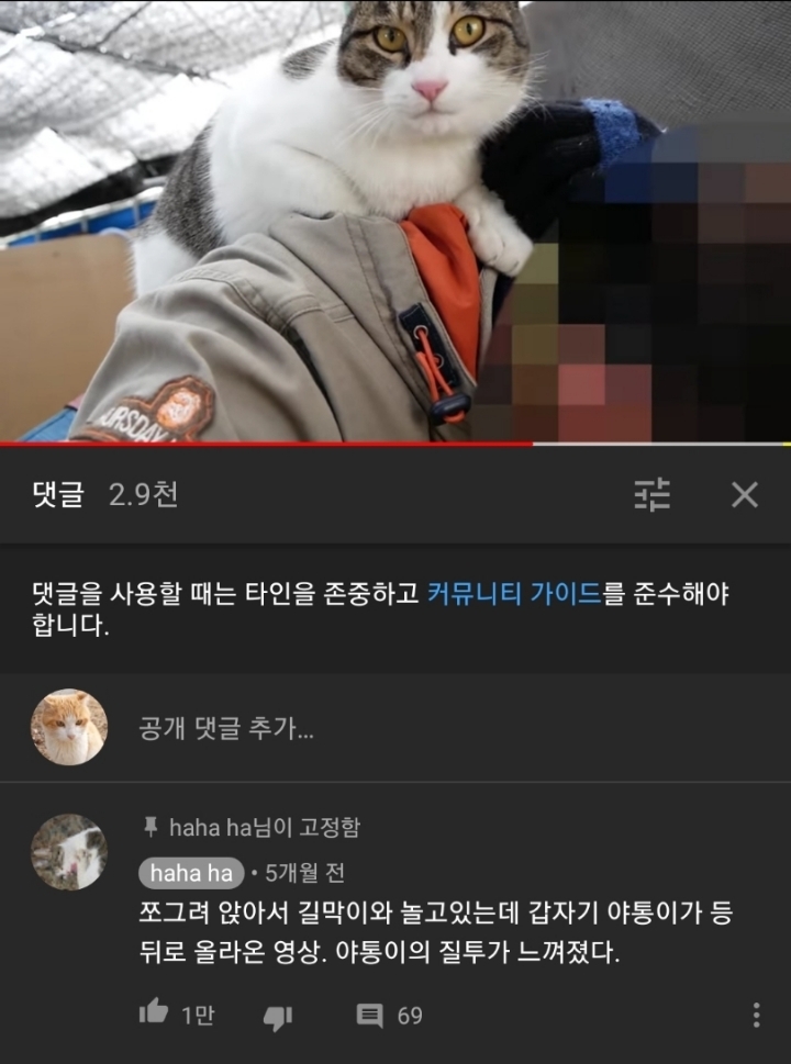 haha ha네 냥이들 질투 모먼트 모음.. | 인스티즈