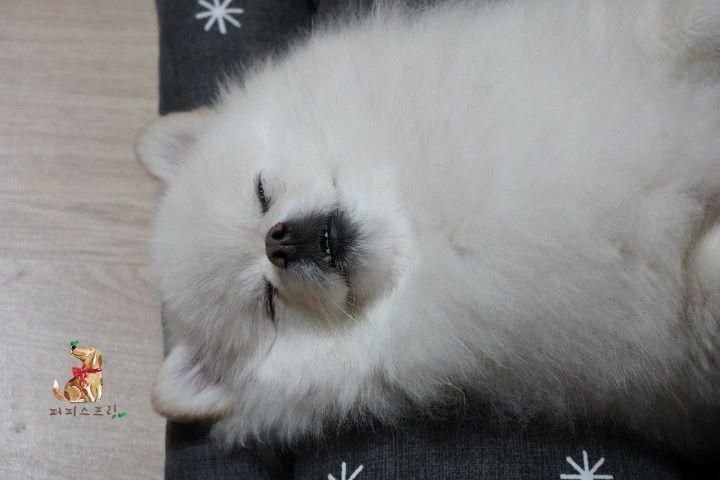 강아지 유치원의 수학여행 | 인스티즈