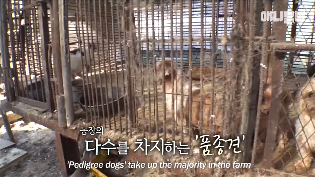 개농장에 품종견들이 많은 이유 | 인스티즈