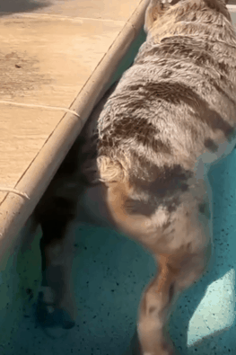 강아지 똥꼬 : 빡올빡올.gif | 인스티즈