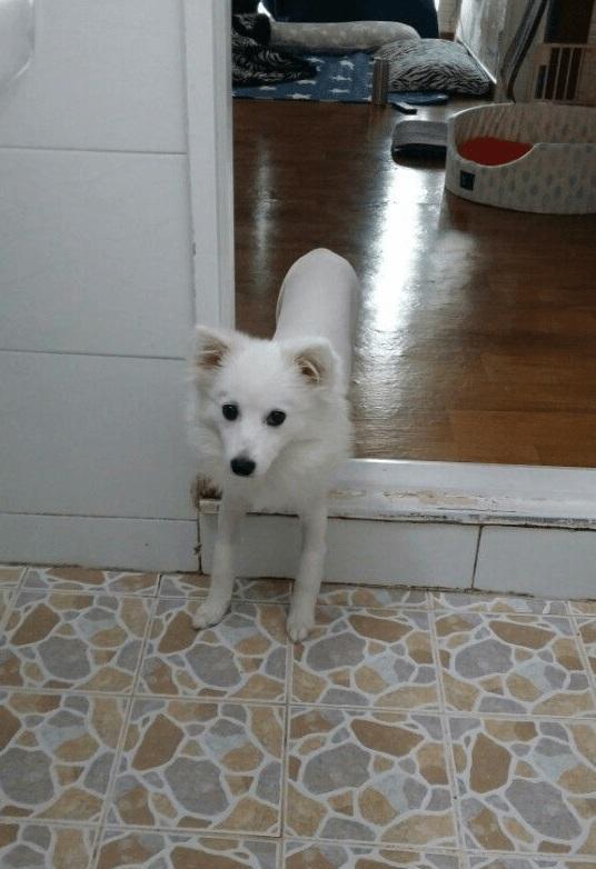 화장실까지 따라오는 댕댕이들 | 인스티즈