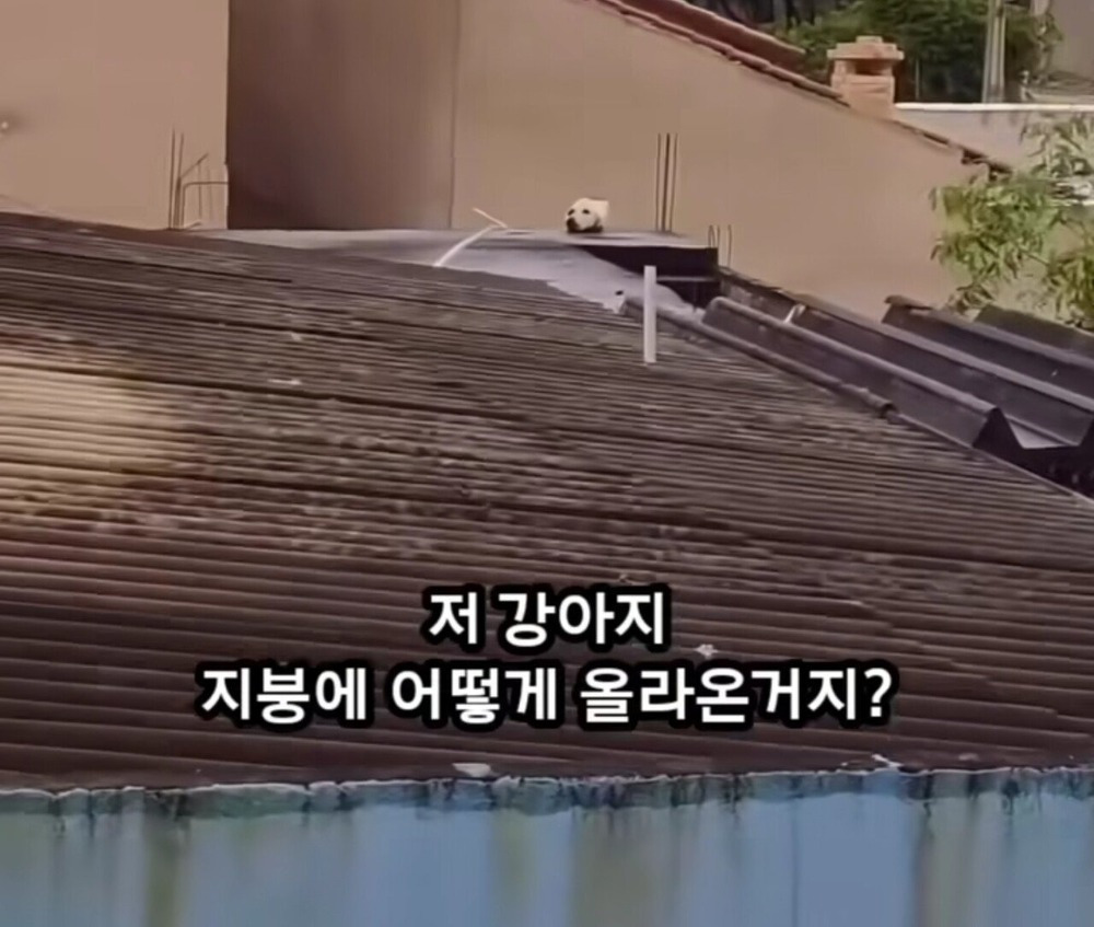 옥상에 머리만 남겨진 강아지...... | 인스티즈